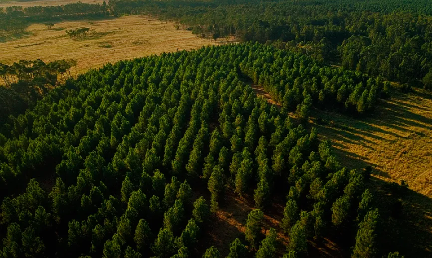 Reforestation project aerial view